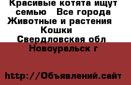 Красивые котята ищут семью - Все города Животные и растения » Кошки   . Свердловская обл.,Новоуральск г.